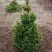 Ель ВИЛС ЦВЕРГ обыкновенная в Молодечно