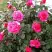 Роза МАЛИНОВЫЙ ЗВОН чайно-гибридная в Молодечно