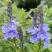 Вероника РОЯЛ БЛЮ большая в Молодечно
