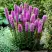 Лиатрис РОЗЕА колосковая в Молодечно
