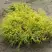Кипарисовик ГОЛДЕН МОП горохоплодный в Молодечно