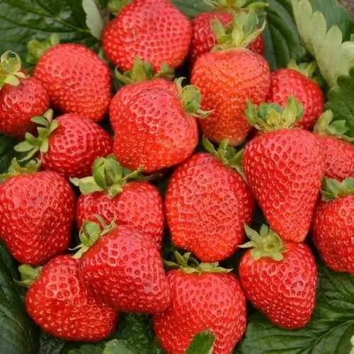 Клубника САН АНДРЕАС ремонтантная  Клубника САН АНДРЕАС ремонтантная в Молодечно