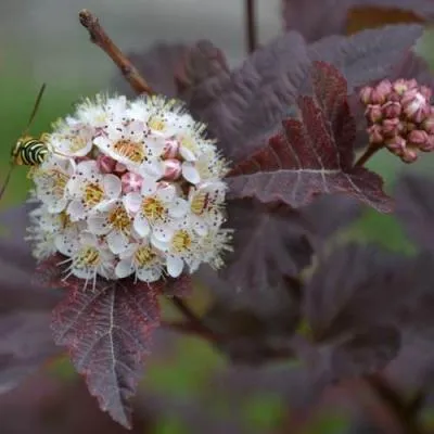 Пузыреплодник  Пузыреплодник в Молодечно