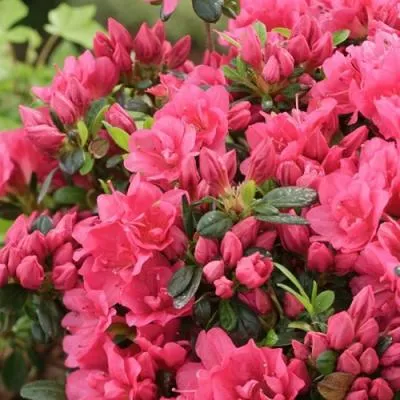 Азалия  Азалия в Молодечно