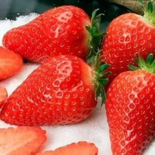 Клубника АЛЬБА  Клубника АЛЬБА в Молодечно