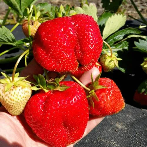 Клубника АПРИКА  Клубника АПРИКА в Молодечно