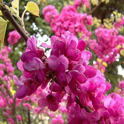 Церцис  Церцис в Молодечно