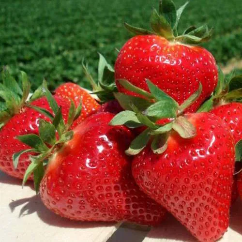 Клубника ДЖОЛИ  Клубника ДЖОЛИ в Молодечно