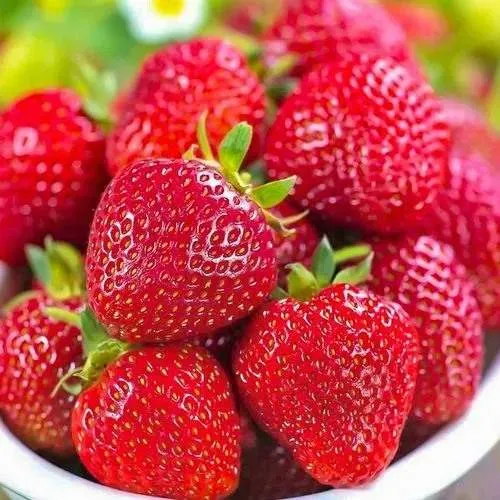 Клубника СИЛЬВИЯ  Клубника СИЛЬВИЯ в Молодечно