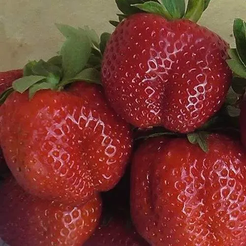 Клубника ДЕСТЕНИ  Клубника ДЕСТЕНИ в Молодечно