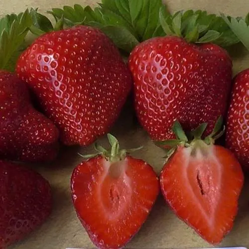 Клубника САНДРА  Клубника САНДРА в Молодечно