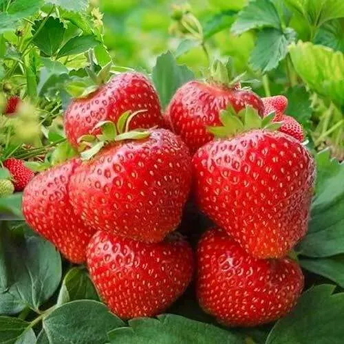 Клубника КИМБЕРЛИ  Клубника КИМБЕРЛИ в Молодечно