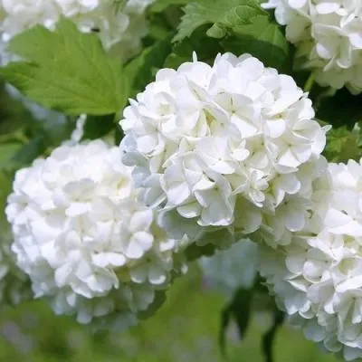 Калина декоративная  Калина декоративная в Молодечно