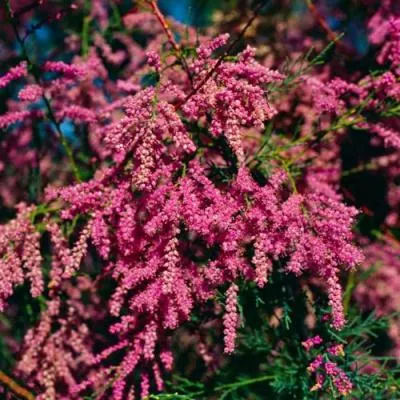 Тамарикс  Тамарикс в Молодечно