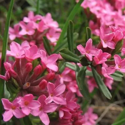 Волчеягодник  Волчеягодник в Молодечно