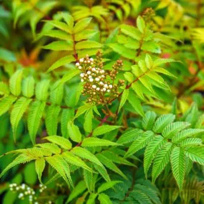 Рябинник  Рябинник в Молодечно