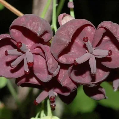 Акебия  Акебия в Молодечно