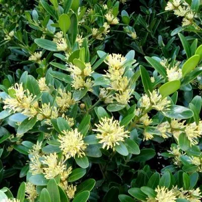 Самшит  Самшит в Молодечно