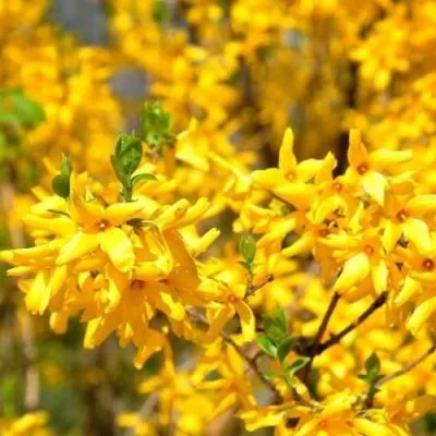 Форзиция  Форзиция в Молодечно