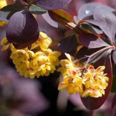 Барбарис  Барбарис в Молодечно