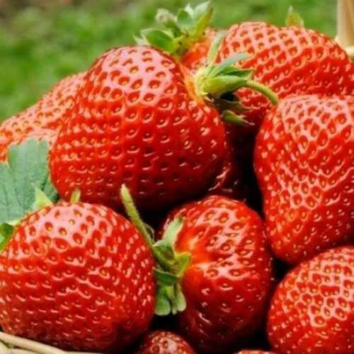 Клубника ФЛОРЕНС  Клубника ФЛОРЕНС в Молодечно