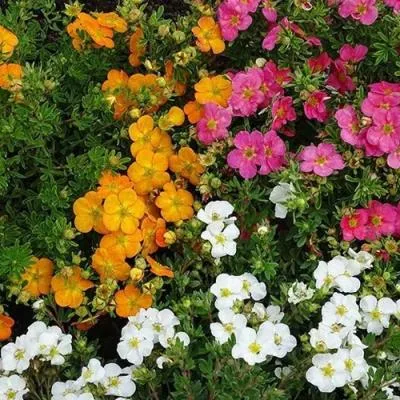 Лапчатка  Лапчатка в Молодечно