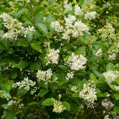 Бирючина  Бирючина в Молодечно