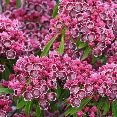 Кальмия  Кальмия в Молодечно