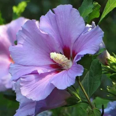 Гибискус  Гибискус в Молодечно