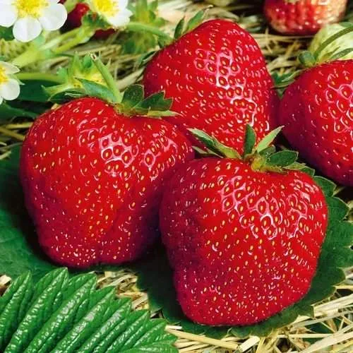 Клубника ВИМА ЗАНТА  Клубника ВИМА ЗАНТА в Молодечно