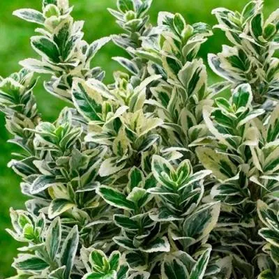 Бересклет  Бересклет в Молодечно