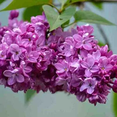 Сирень   Сирень  в Молодечно