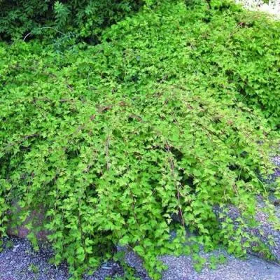 Стефанандра  Стефанандра в Молодечно