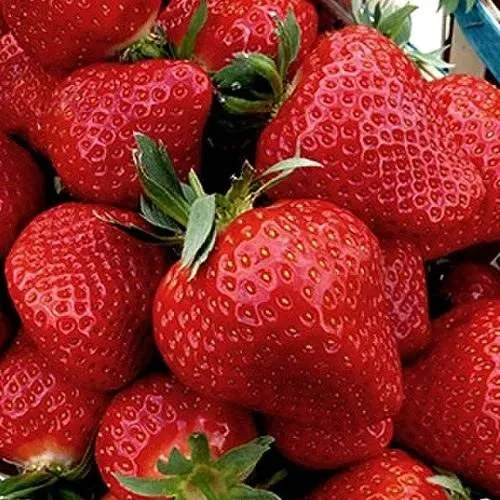 Клубника КЛЕРИ  Клубника КЛЕРИ в Молодечно