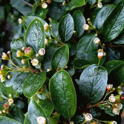 Кизильник  Кизильник в Молодечно