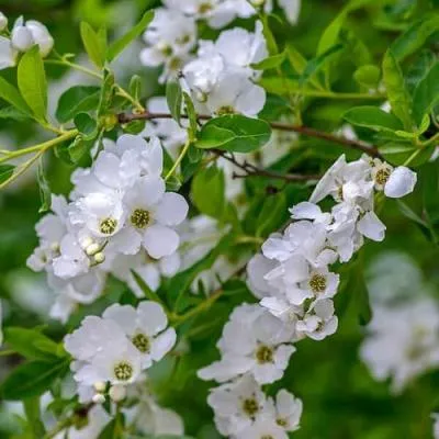 Экзохорда  Экзохорда в Молодечно