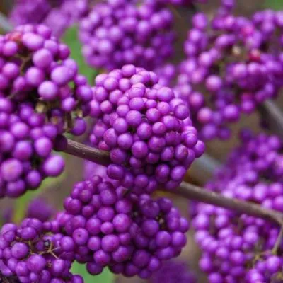 Красивоплодник  Красивоплодник в Молодечно