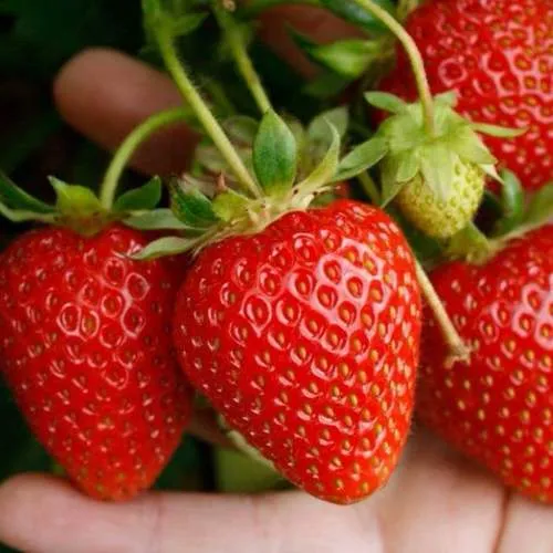 Клубника ПОРТОЛА ремонтантная  Клубника ПОРТОЛА ремонтантная в Молодечно