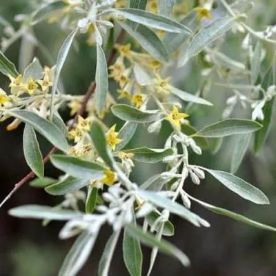 Лох  Лох в Молодечно