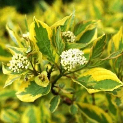 Дерен  Дерен в Молодечно