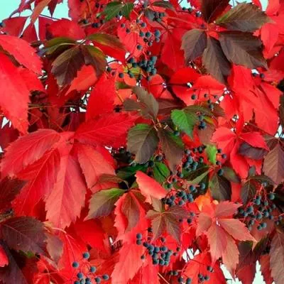 Девичий виноград  Девичий виноград в Молодечно