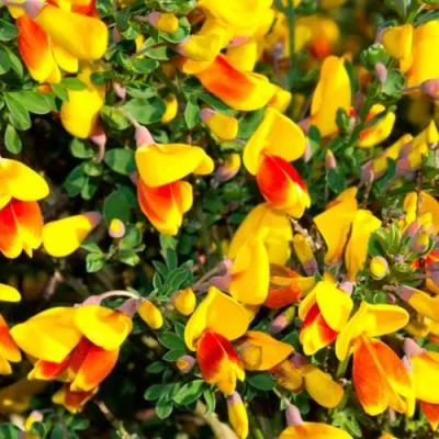 Ракитник  Ракитник в Молодечно