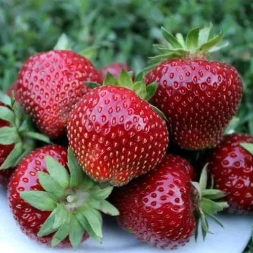 Клубника МАЛЬВИНА  Клубника МАЛЬВИНА в Молодечно