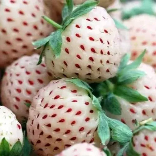 Клубника АНАНАСА ремонтантная  Клубника АНАНАСА ремонтантная в Молодечно