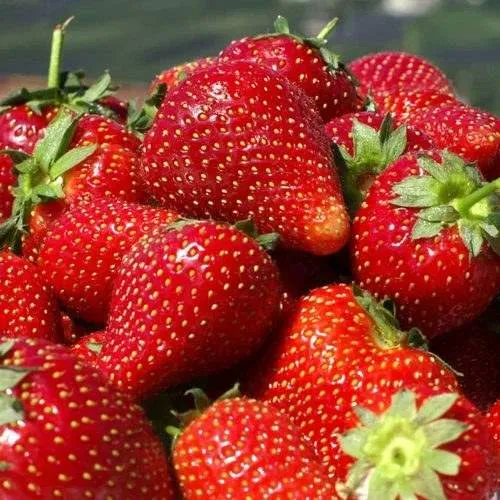 Клубника ПИРЧИНКЬЮ  Клубника ПИРЧИНКЬЮ в Молодечно