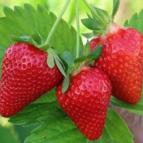 Клубника КЛОДИЯ  Клубника КЛОДИЯ в Молодечно