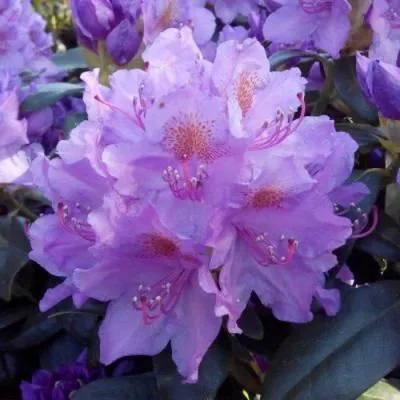 Рододендрон  Рододендрон в Молодечно