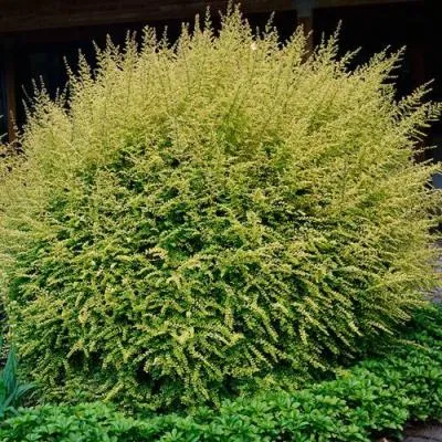 Жимолость  Жимолость в Молодечно