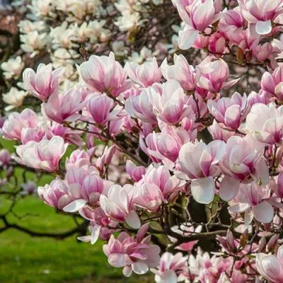 Магнолия  Магнолия в Молодечно