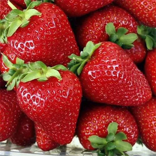 Клубника СКАЛА  Клубника СКАЛА в Молодечно